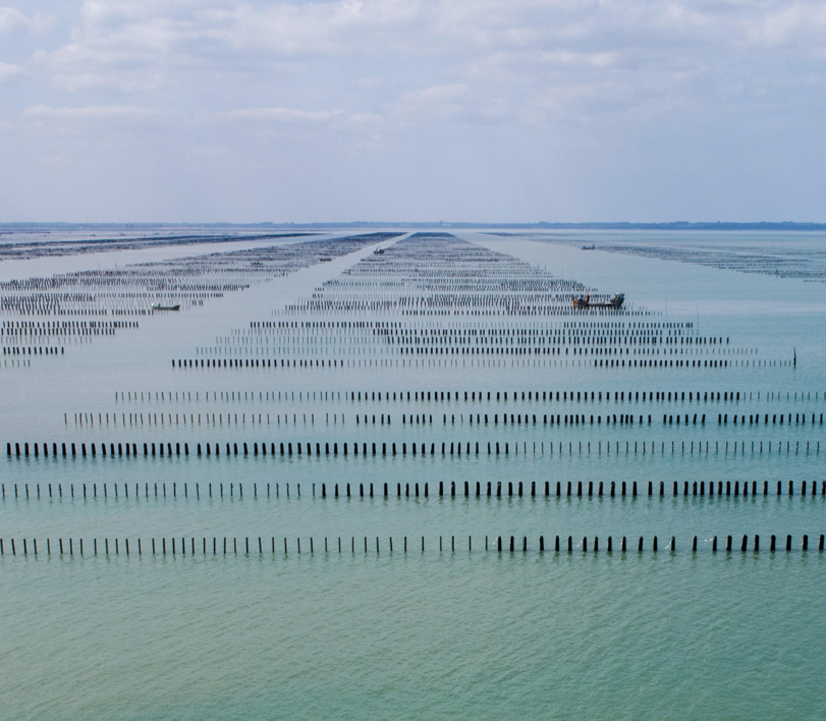 Plan large du littoral de la baie de Cancale avec vue sur les piquets de culture des moules de bouchot jusqu'à l'horizon