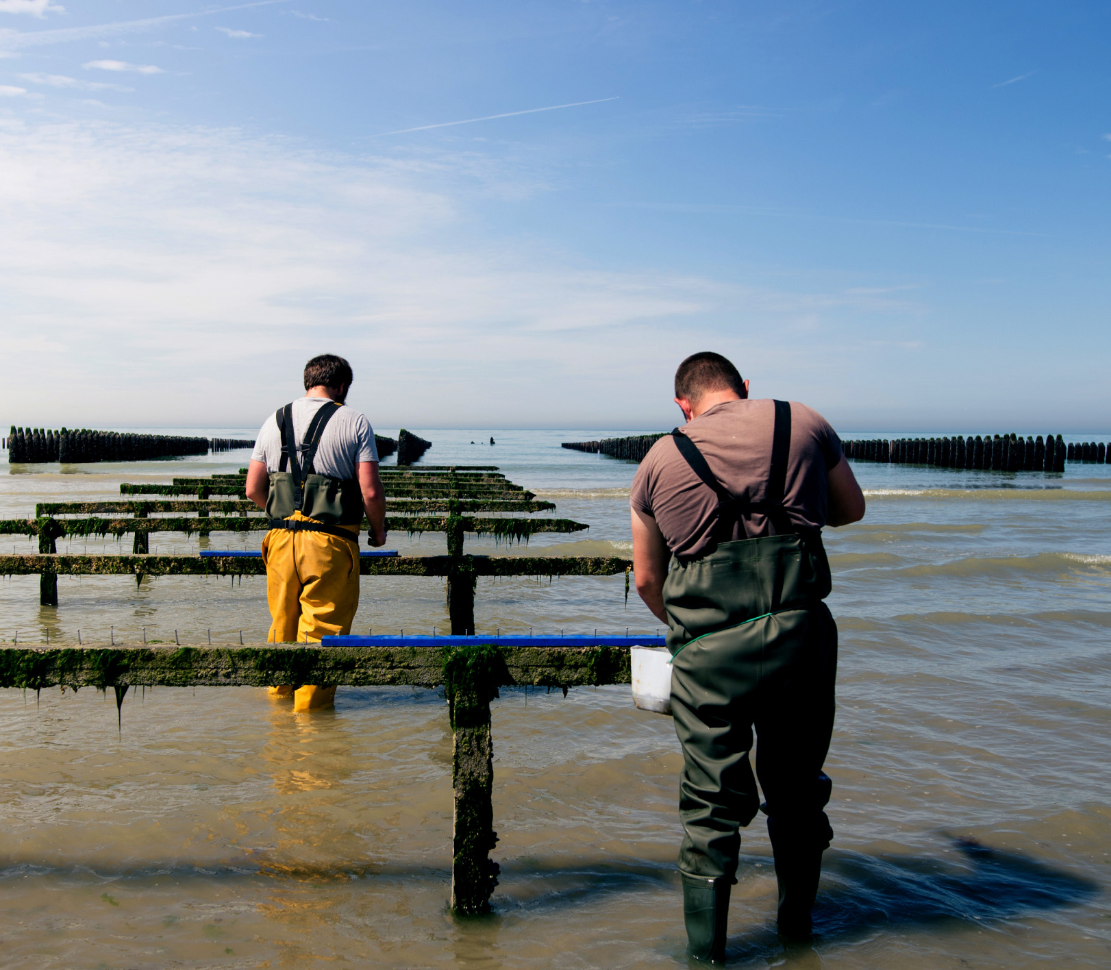 Mytiliculteurs en salopette, en pleine activité de culture de moules sur le littoral